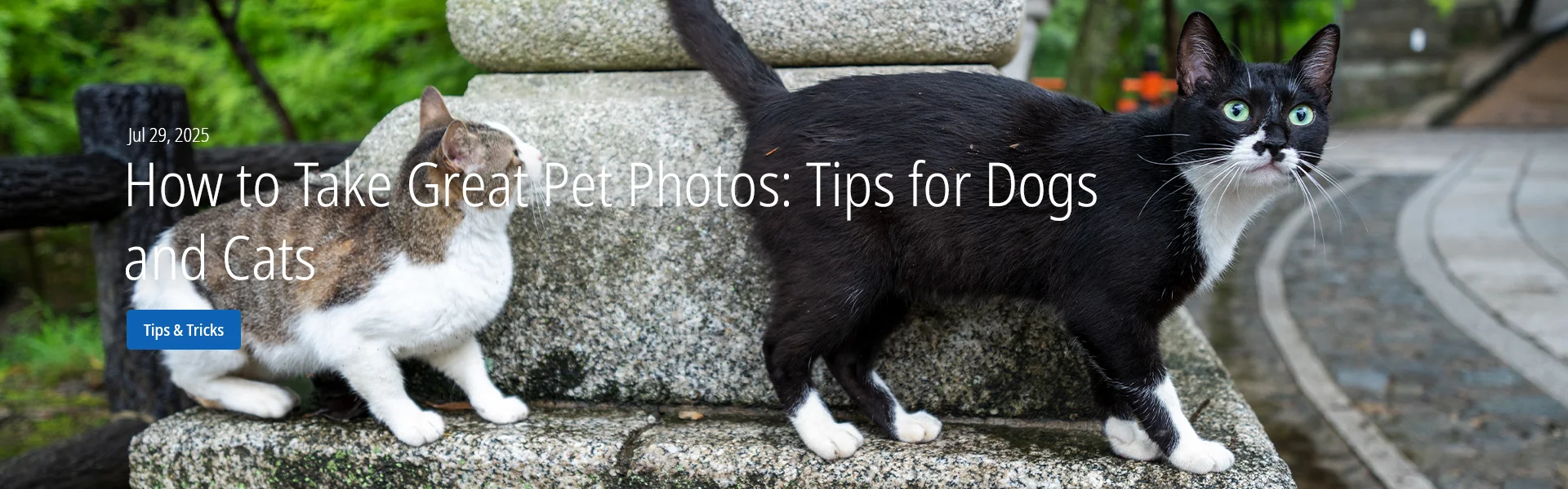 How to Take Great Pet Photos: Tips for Dogs and Cats