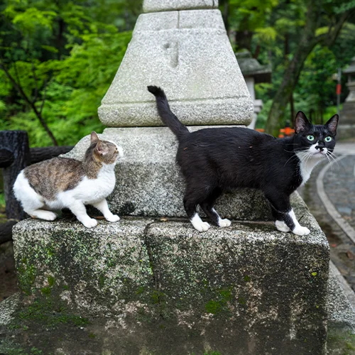 how to photograph dogs and cats tips tricks thumbnail