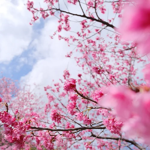 cherry blossom photography tips tricks thumbnail