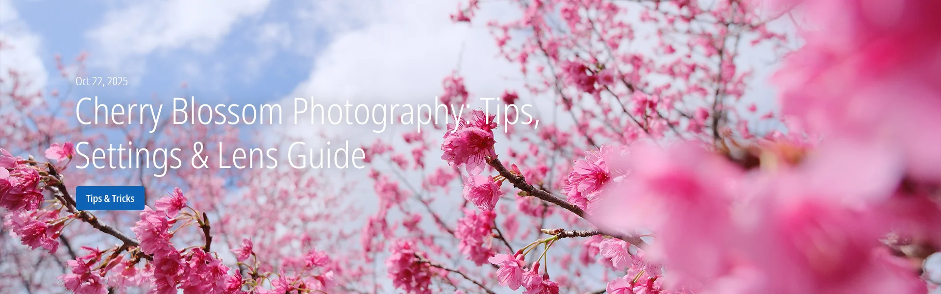 Cherry Blossom Photography: Tips, Settings & Lens Guide