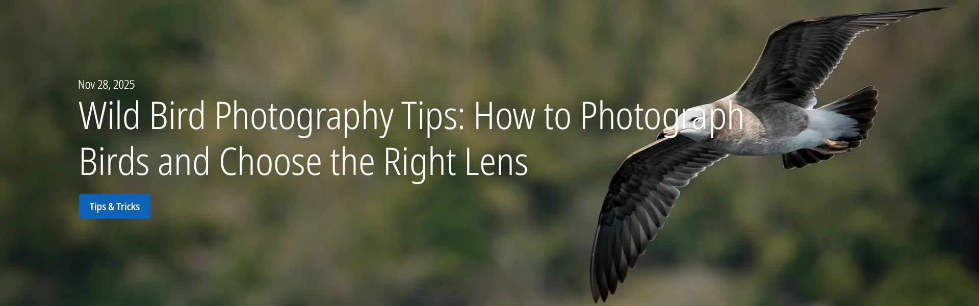 Wild Bird Photography Tips: How to Photograph Birds