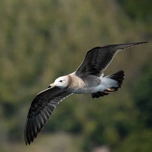 wild birds photography tips tricks thumbnail