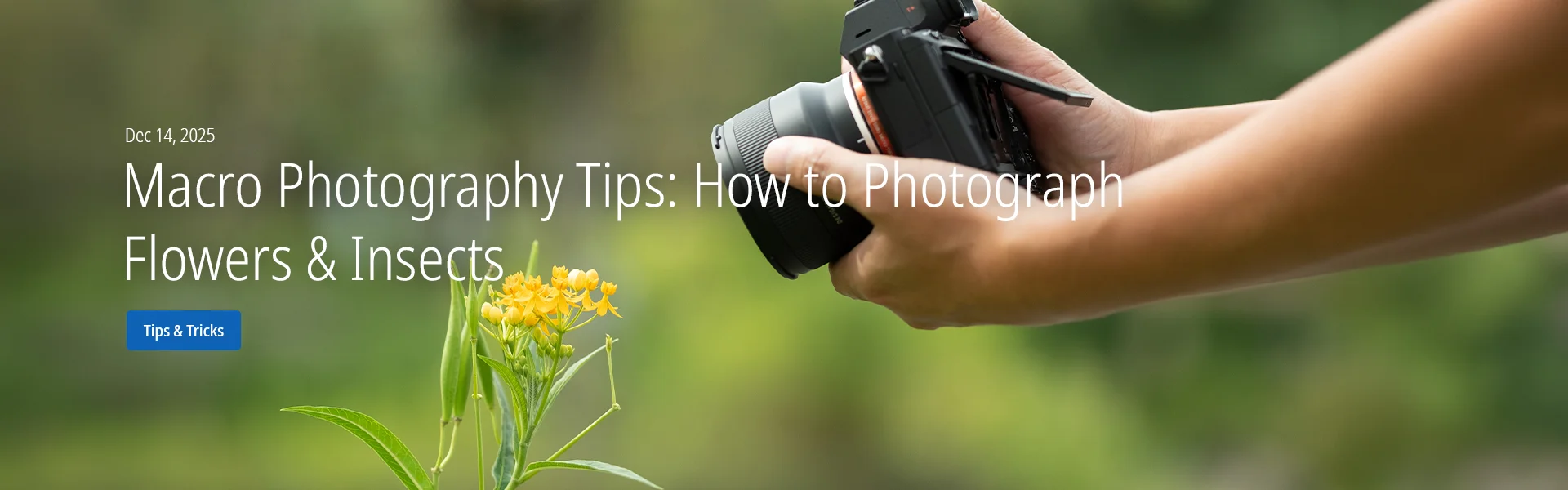Macro Photography Tips: How to Photograph Flowers & Insects