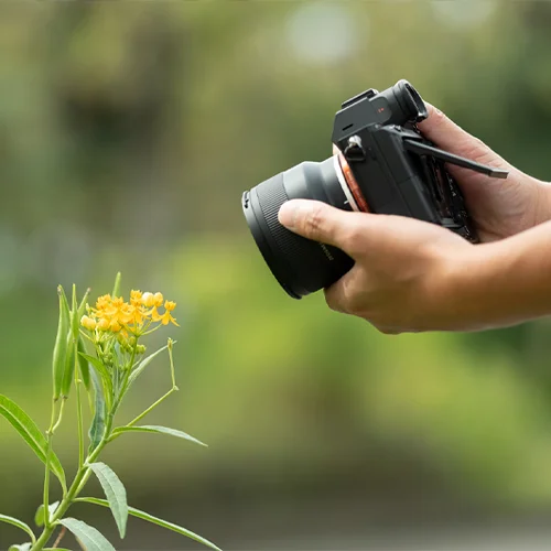 how to photograph flowers insects tips tricks thumbnail