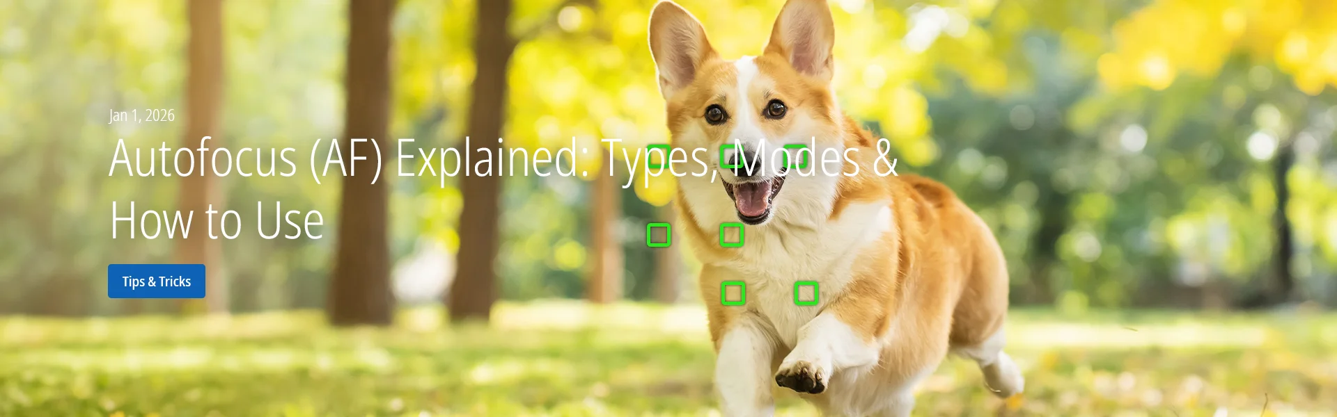 Autofocus (AF) Explained: Types, Modes & How to Use