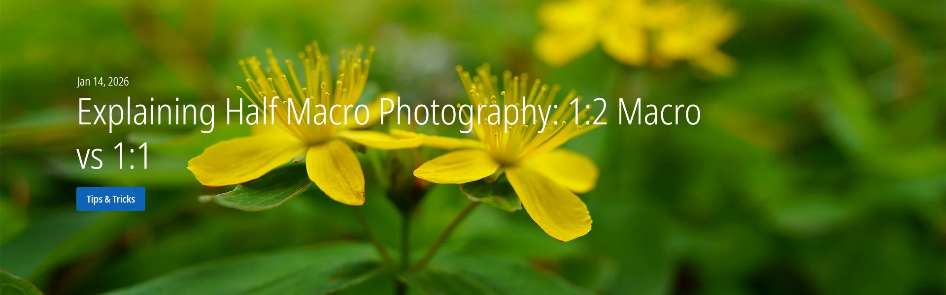 Explaining Half Macro Photography: 1:2 Macro vs 1:1