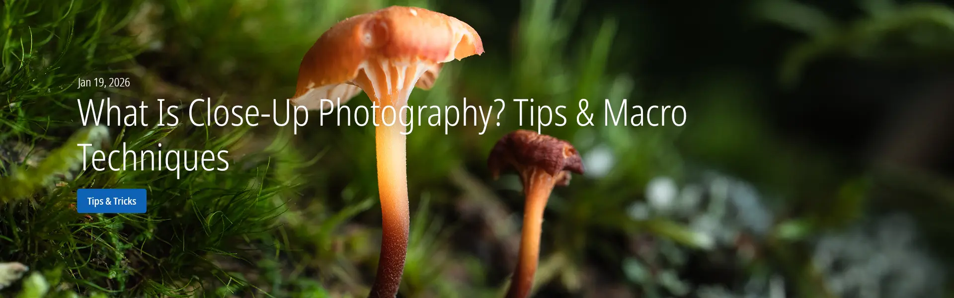 What Is Close-Up Photography? Tips & Macro Techniques