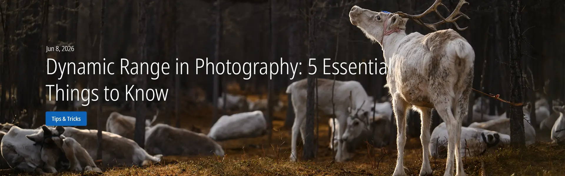 Dynamic Range in Photography: 5 Essential Things to Know