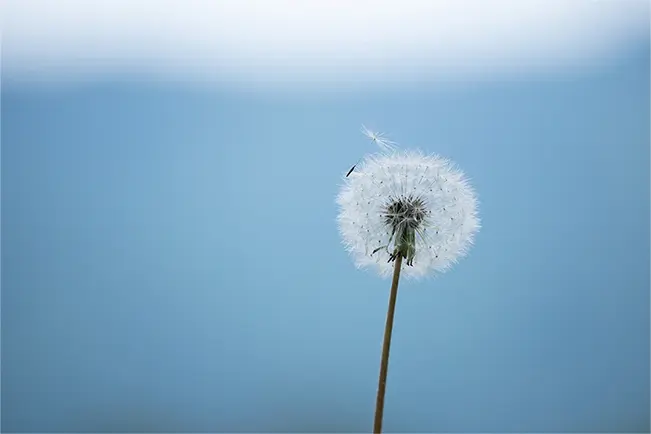 Close-up of a dandelion against a blue background
