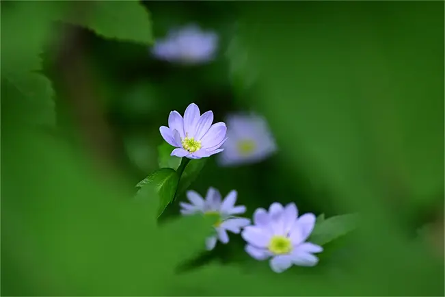 Purple flowers surrounded by green leaves