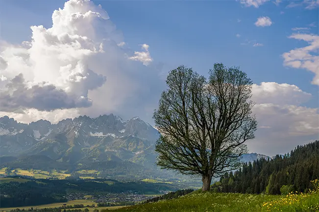 Mountain landscape with a lone tree in a sunlit meadow
