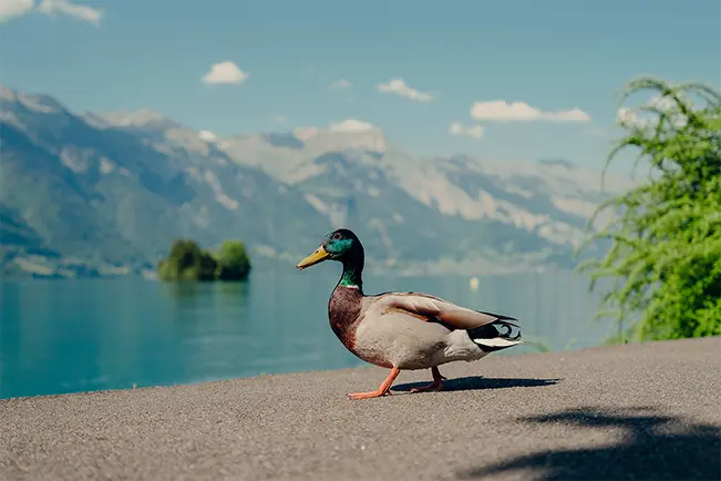 Mallard duck walking beside a mountain lake