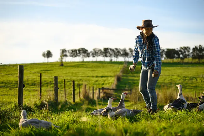 Woman walking through a green field surrounded by geese