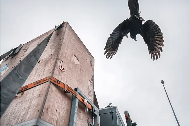 Bird flying above a city street beside a tall building