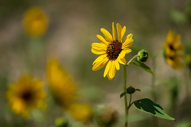 a065 bokeh