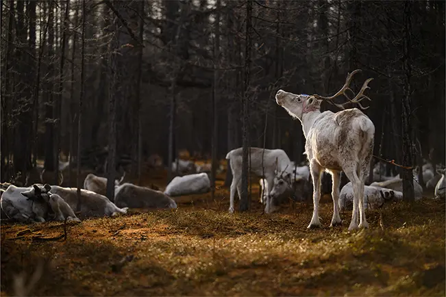 Multiple mountain deer in the forest