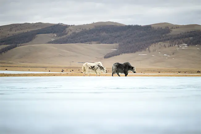 Two horses walking across a shallow lake with mountains in the background