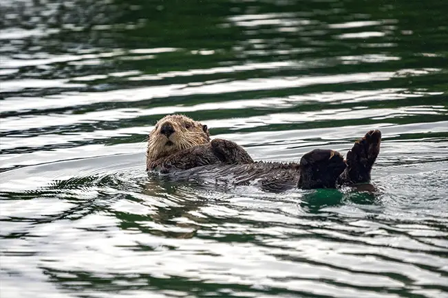 Sea otter floating on its back in calm water
