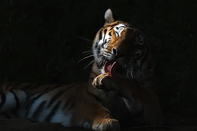 Tiger grooming itself in low light