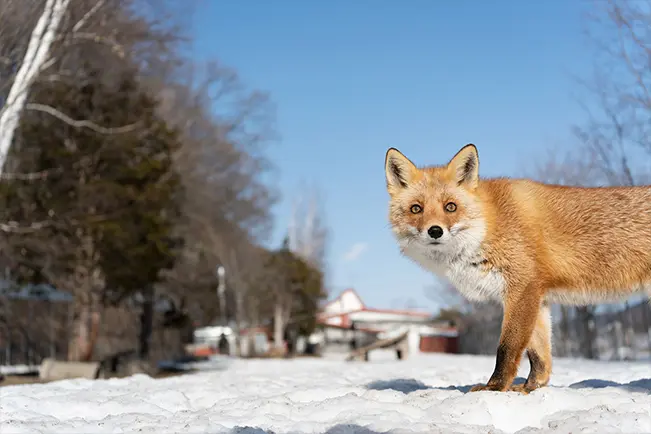 Red fox standing in the snow