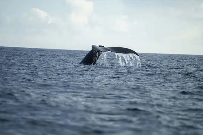Whale tail emerging from the ocean