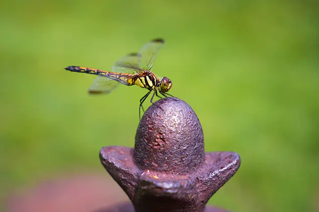 a068 bokeh