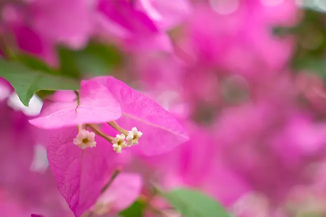 Close-up of pink bougainvillea flowers with a soft blurred background