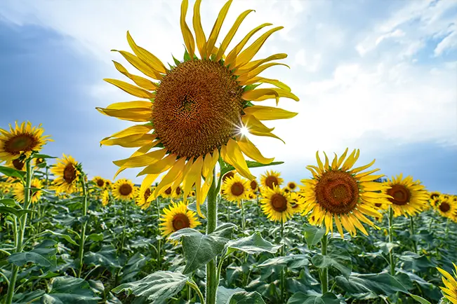 Sunflower field beneath a bright blue sky