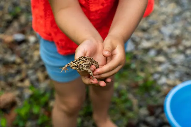 Child holding a small frog outdoors