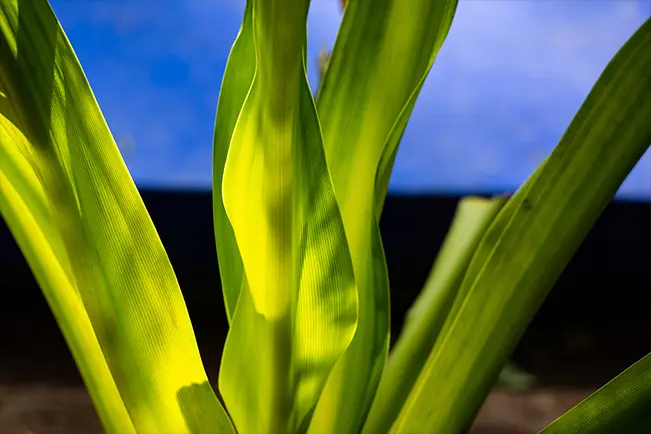 Close-up of vibrant green leaves in sunlight