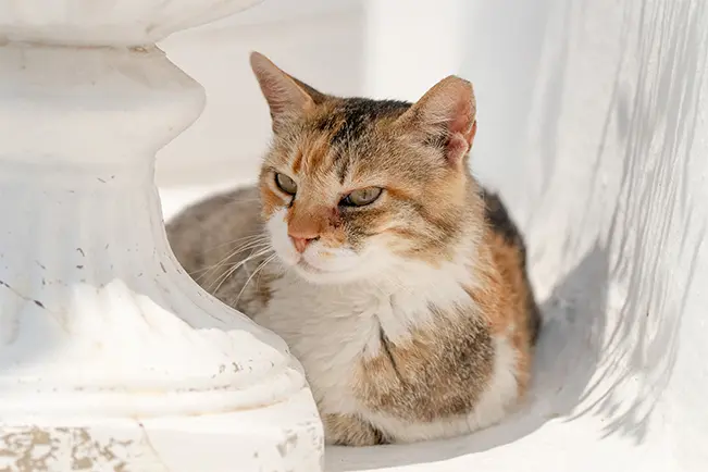 Cat sitting by a window