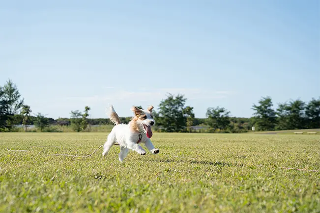 Dog running through a field