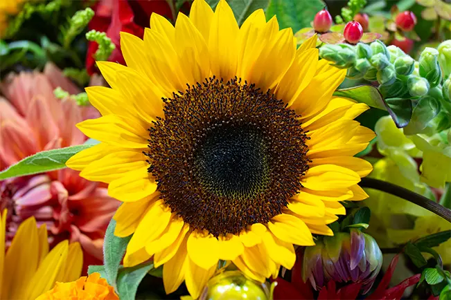 Sunflower in a garden