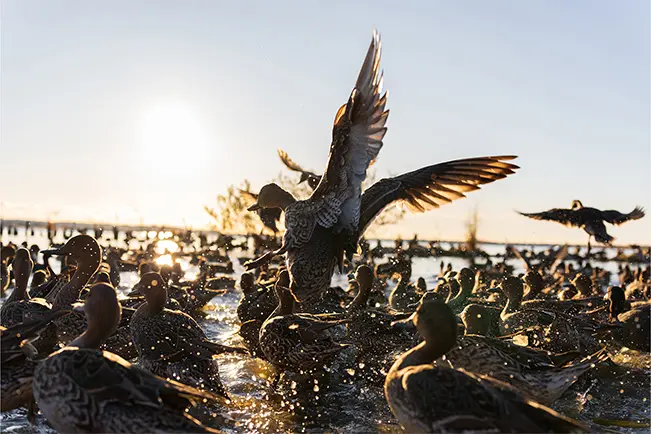 Birds gathered on the water