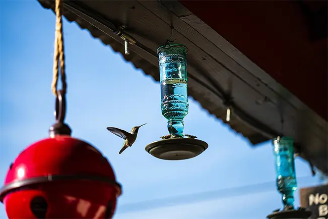 Birds flying near hanging decorations