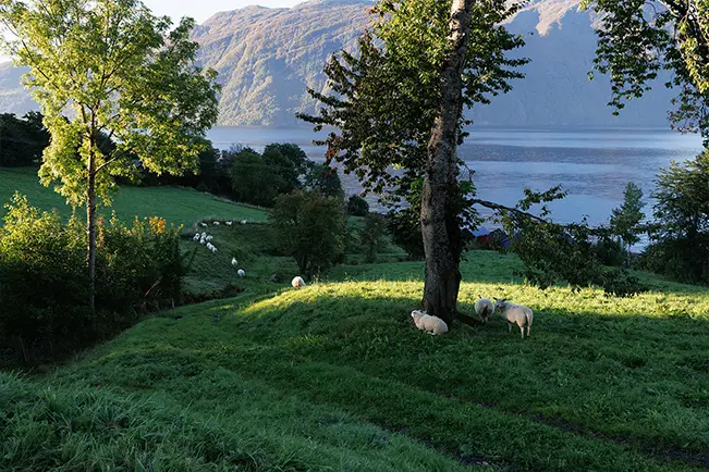 Green lakeside landscape