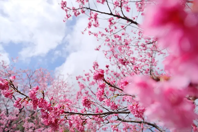 Pink flowers against the sky