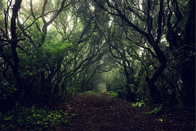 Forest path surrounded by trees