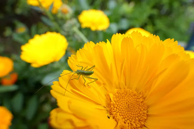b060 wide macro