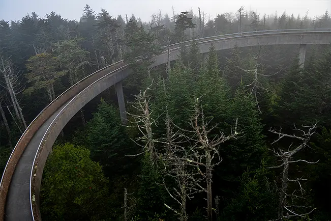 Elevated walkway through a forest