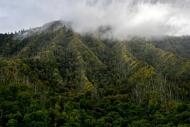 Mountain landscape covered in trees