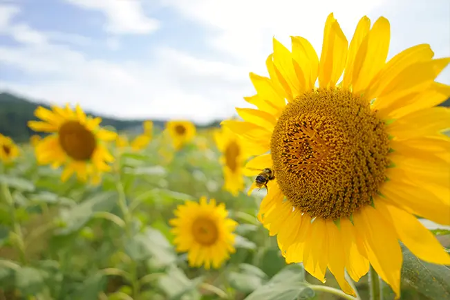 Sunflowers in a field