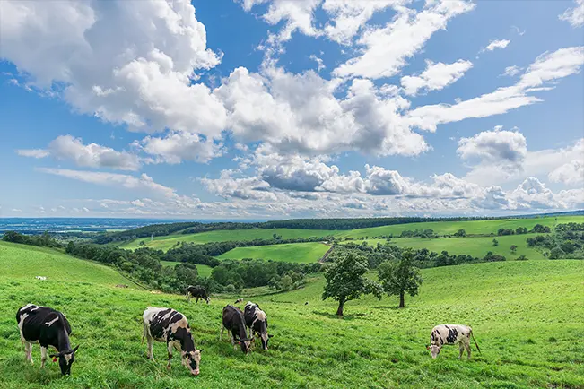 Cows grazing in a green field