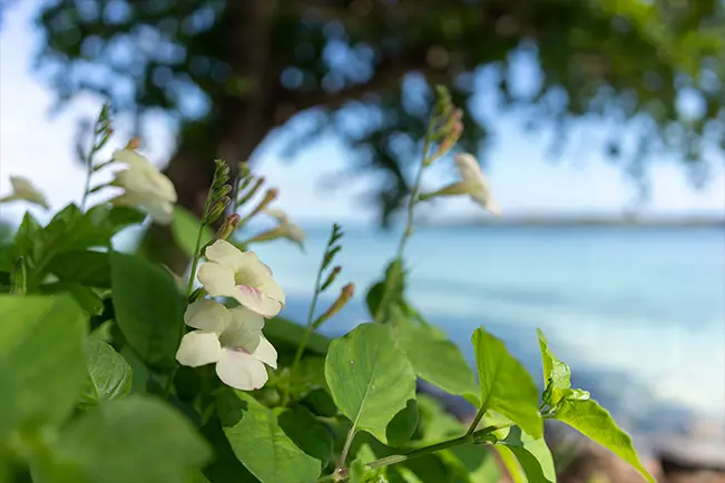 White flowers near the coast