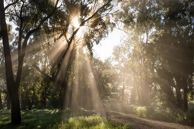 Sunlight through trees