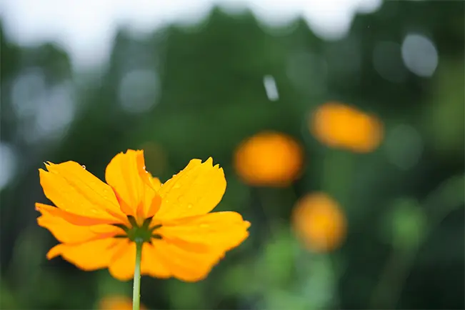 Yellow flower in a garden