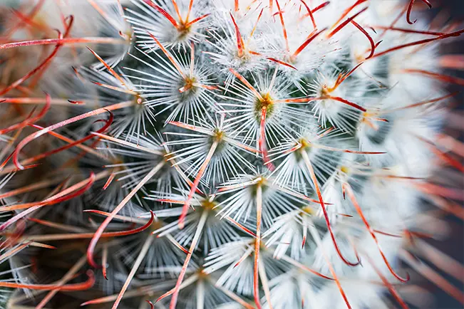 Close-up of a cactus